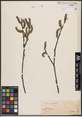 Foto von Salix cinerea L.